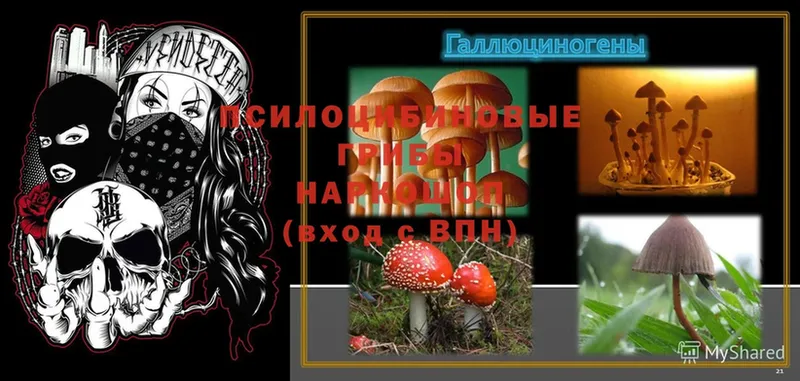 blacksprut ONION  Родники  Псилоцибиновые грибы Magic Shrooms 